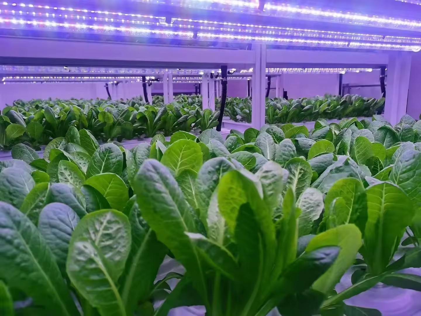 f Greenhouse Agricultural Equi - Farming Agriculture Equipment review and price