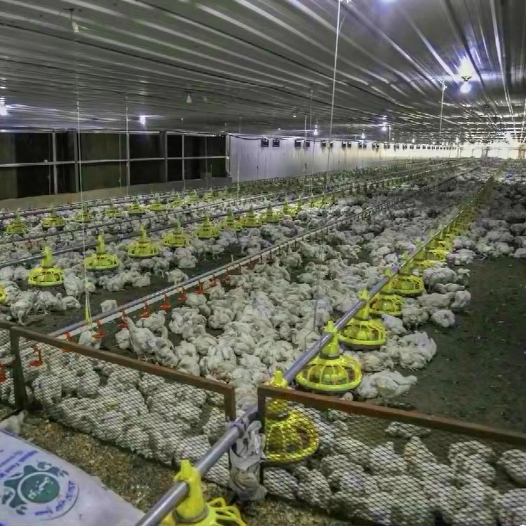Chicken and poultry agricultur - Farming Agriculture Equipment review and price