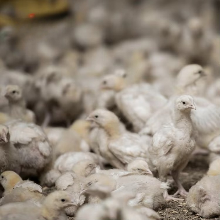 Chicken and poultry agricultur - Farming Agriculture Equipment review and price